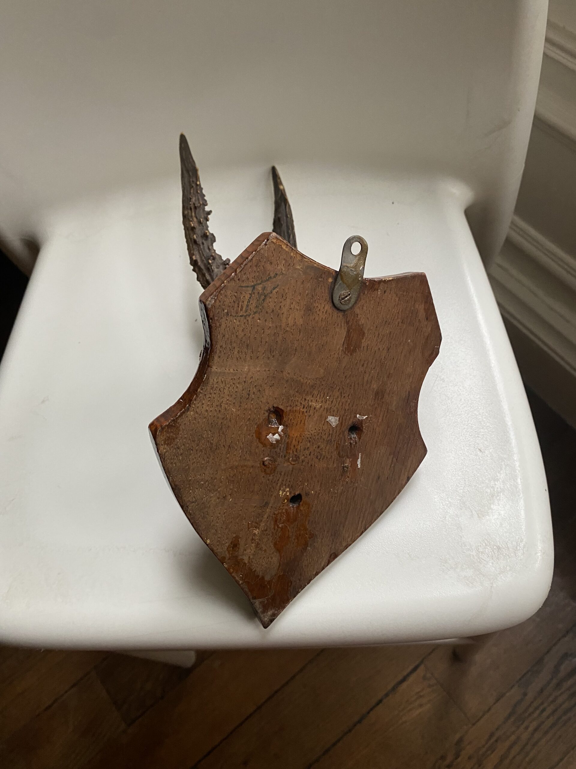 Trophée de chasse vintage sur écusson bois