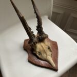 Trophée de chasse vintage sur écusson bois