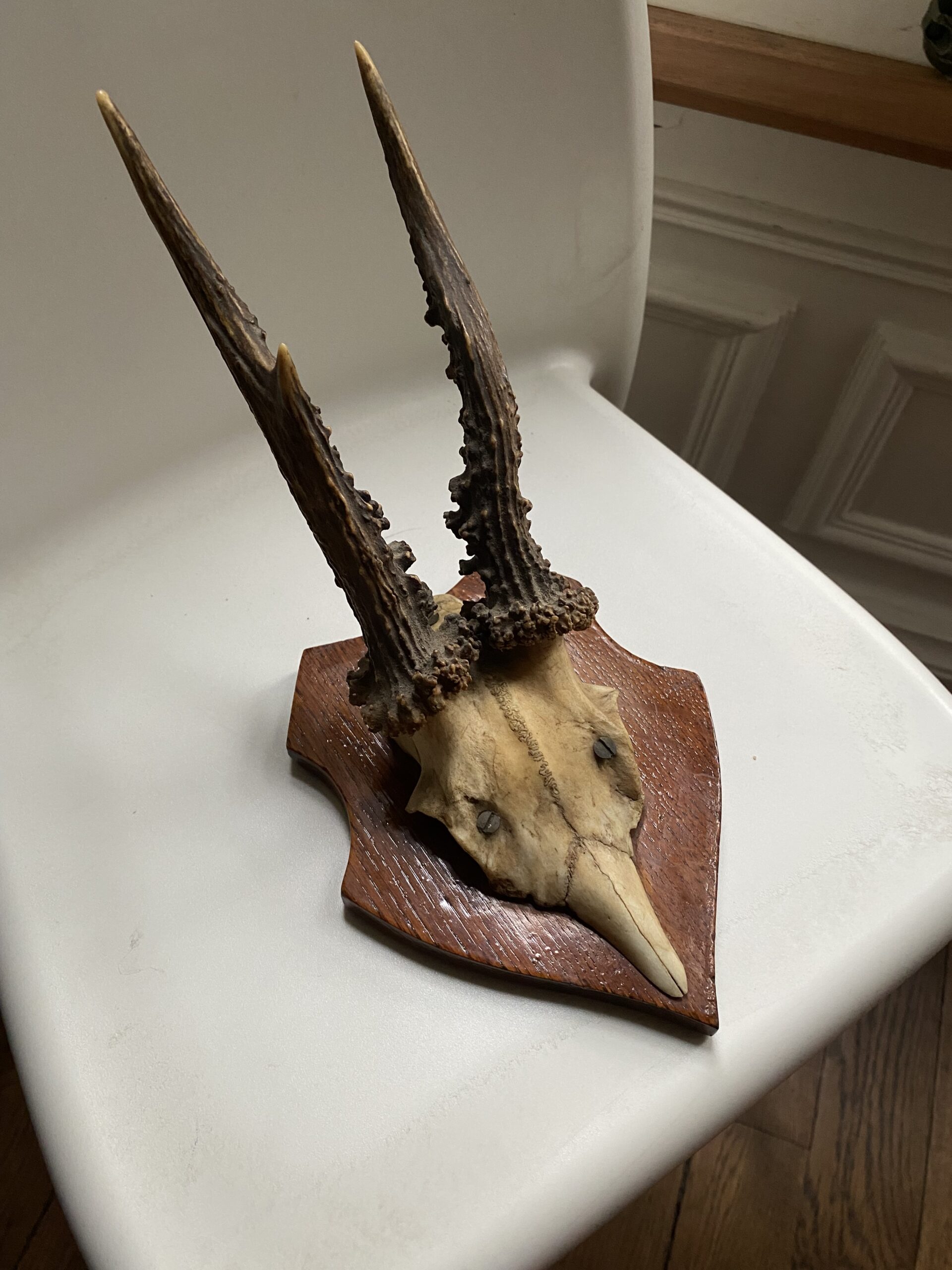 Trophée de chasse vintage sur écusson bois