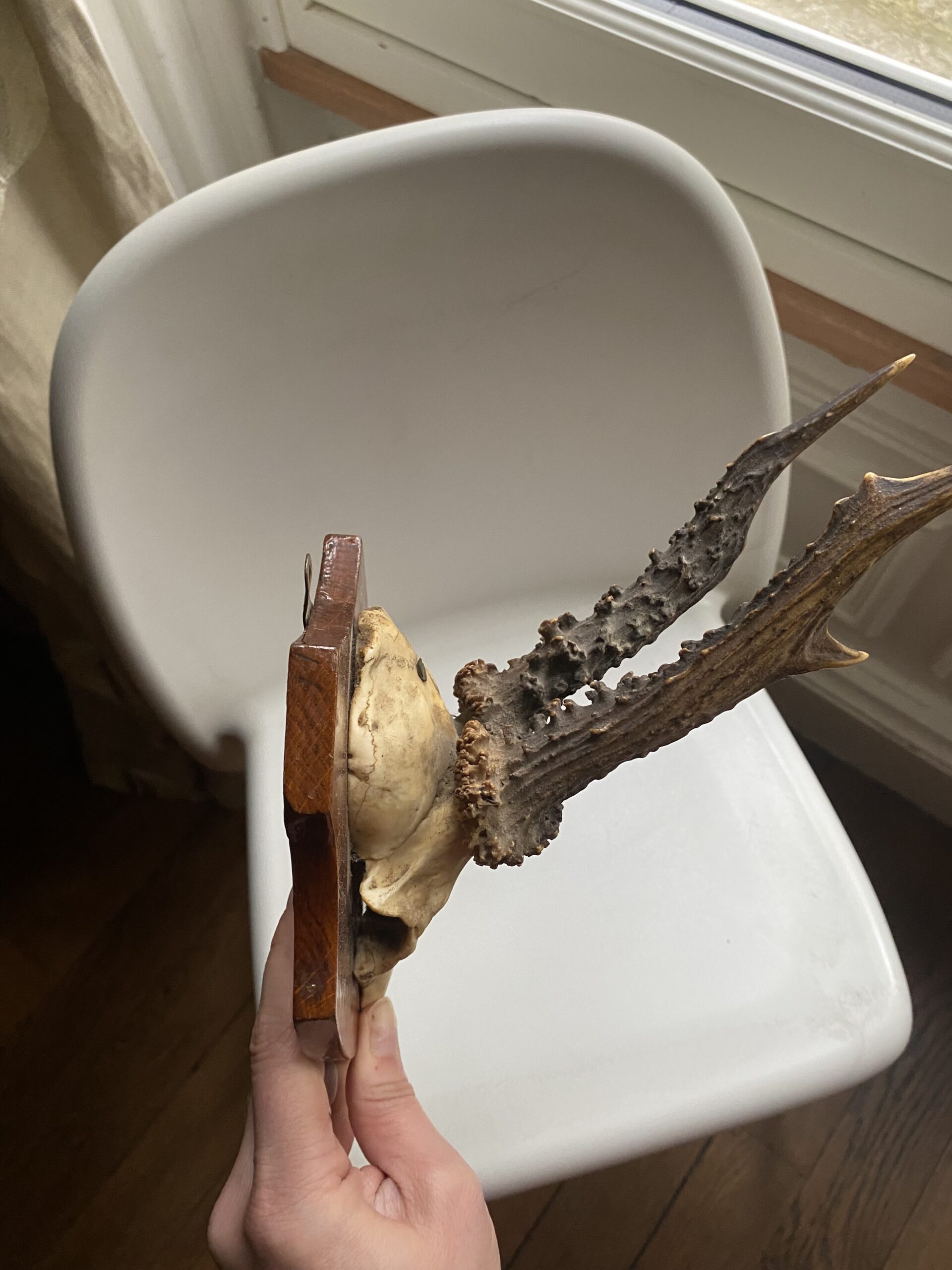 Trophée de chasse vintage sur écusson bois