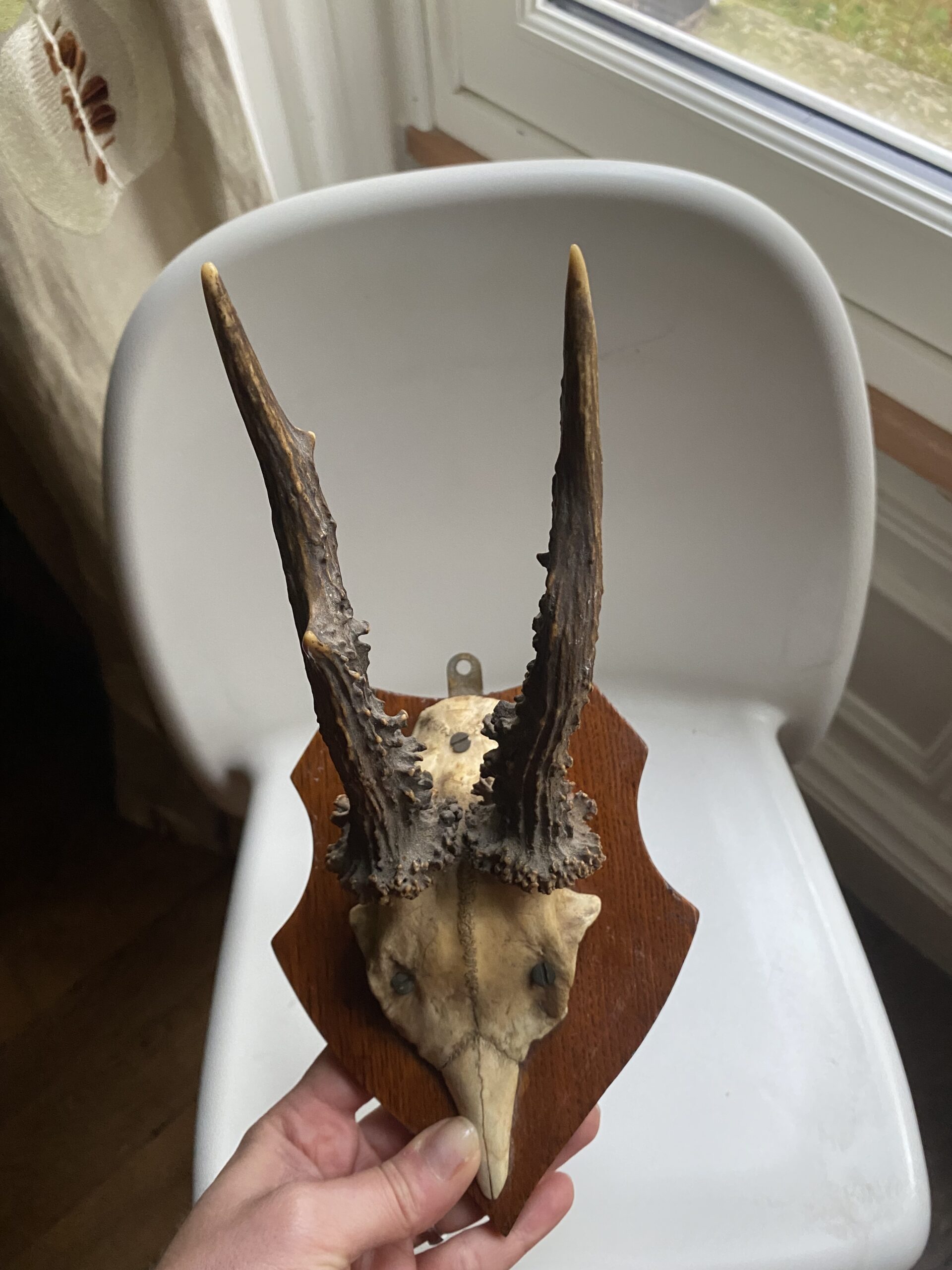 Trophée de chasse vintage sur écusson bois